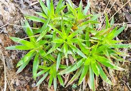 Image result for Eriocaulaceae