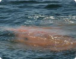 whale poop at work science and the sea