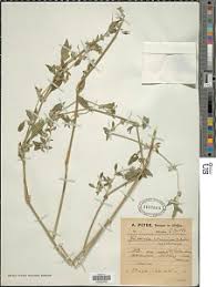 Image result for Justicia heterocarpa