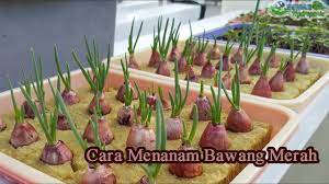 Untuk bahannya, kamu bisa memilih pot berbahan plastik maupun keramik. Cara Menanam Bawang Merah Dengan Hidroponik Youtube