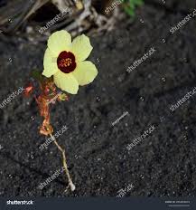 Image result for Hibiscus surattensis