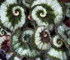 Tiny begonia seeds can be sown indoors in late winter, but it takes three months to grow a seedling to. Tips For Growing Rex Begonias Begonia Plants Begonia Rex Care