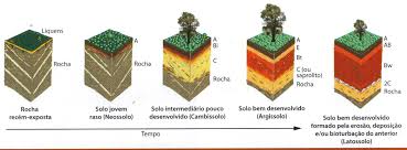 Célia Neves Obede Borges Faria