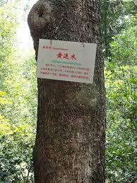Maybe you would like to learn more about one of these? Photo Of The Stem Scape Stalk Or Bark Of Chinese Pistache Pistacia Chinensis Posted By Robertduval14 Garden Org