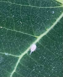 Image result for Mealybug cucumber
