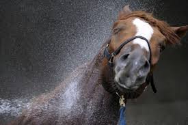 Le bruit d'un collier de grelots autour d'un cheval au trot. Ces Phrases De Cavalier Qu On Dit Tous A Notre Cheval Contre Galop