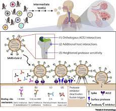 Sars was first reported in asia in february 2003. Sars Coronavirus Redux Trends In Immunology