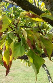 Yellow leaves on fruit trees. Diagnostic Leaf Atlas Suffolk Fruit And Trees The Fruit Tree Specialists