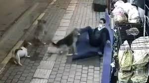 Kopek Saldirisi Kamerada Son Dakika Haberler Milliyet