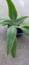 Image result for Kalanchoe gastonis-bonnieri