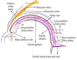 (1) the iris, which is the colored part of the eye;(2) the ciliary body, which is the structure in the eye that secretes the transparent liquid within the eye; Anatomy Of Uvea