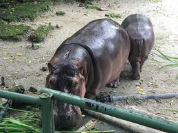 Experience camp in the wilderness, build character, learn ecology and create a sustainable world. W9intxhabetbem