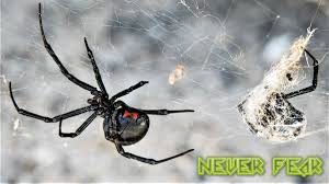 We usually prefer who or that, or nothing (see unit 93). Why You Shouldn T Fear The Black Widow Spider