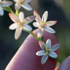 Image result for Hesperantha petitiana