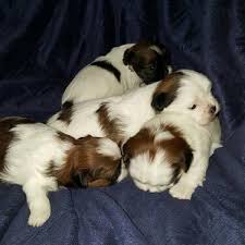 Obedience training, housebreaking, diet & nutrition, grooming Sweet And Lovely Adorable Shih Tzu Puppies For Adoption Dogs For Sale In Kadukkamkunnam Palakkad Click In