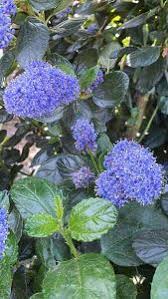 A large amount of variation exists in color and pattern of this species, so it is difficult to identify even among its own kind. Buy Online Ceanothus Thyrsiflorus Skylark London Uk Uk Deleveries