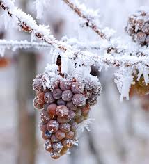 Allerdings sollte er von der sonne schnell erwärmt werden und frei von staunässe sein. Eiswein Das Pfalz Magazin