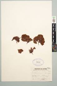 Image result for Synsepalum revolutum