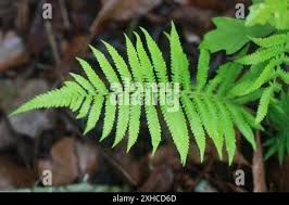 Image result for Christella hispidula