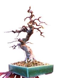 Hello, i purchased a small bonsai tree, back in may.curved trunk with small green leaves on weeping. Chinese Quince Anyone Knows How To Have Back Buds