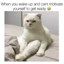 Animals Can Express Our Current Mood In The Most Accurate Way Funny Animal Jokes Funny Video Memes Really Funny Memes