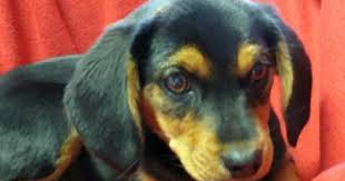 Black And Tan Treeing Walker Coonhound Beagle Mix Adopt Penelope On Miniature Pinscher Beagle Puppies