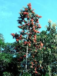 Image result for Triplaris americana