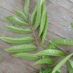 Image result for Pachylobus edulis