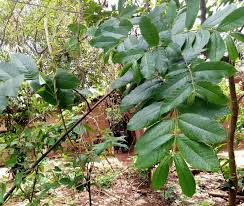 Image result for Chasmanthera dependens