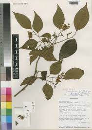 Image result for Tannodia swynnertonii