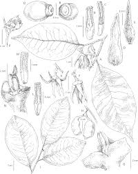 Image result for Warneckea cordiformis