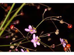 Image result for Talinum paniculatum