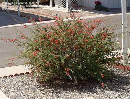 The baja fairy duster is a shrub native to the cape region of baja california. Plantfiles Pictures Calliandra Species Red Fairy Duster Baja Fairy Duster Flame Bush Calliandra Californica By Yellah51