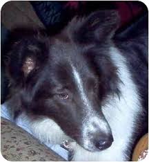 Welcome to the ohio border collie rescue page here at local dog rescues! Minerva Oh Border Collie Meet Buckie A Pet For Adoption