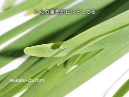 ニラの見分け方 選び方 おいしさと鮮度を見分けるコツを紹介 生活知恵袋