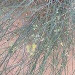 Image result for Deverra denudata