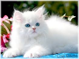 Watch a persian kitten grow! Teacup Persian Domesticated Kings