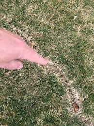 If yours is an indoor dog, she might eat grass out of simple curiosity. Lawns Early Spring Faq S Frankie Flowers Grow Eat Live Outdoors Your Garden Expert