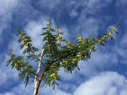 Image result for Acacia karroo