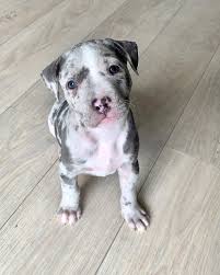 Like nearly any other pup, this blue pit bull puppy has an adventuresome nature and loves to explore his surroundings. Quality Pit Bull Pups Medium