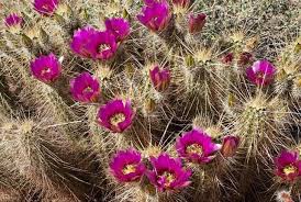 1024 x 768 jpeg 210 кб. 30 Indigenous Desert Plants That Can Grow In Harsh Climate Conserve Energy Future