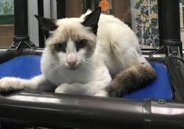 So on june 5th, coriander officially went up for adoption. Siamese And Domestic Short Hair Mixed Cat For Adoption In Houston Texas Selina In Houston Texas Cat Adoption Cats Siamese Rescue
