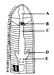 In this article we will discuss about the external and internal anatomy of earthworm. Given Is The Figure Of Alimentary Canal Of Earthworm Select The Option That Correctly Identifies The Parts Labelled As A To E Img Src Https D10lpgp6xz60nq Cloudfront Net Physics Images Ncert Fing Bio Obj Xi Soa C07 E01 049 Q01 Png Width 80