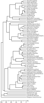 Phylogenetic relatedness and evolutionary divergence times of species... |  Download Scientific Diagram