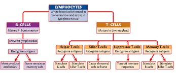 independent research the immune system