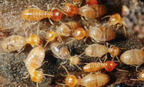 Total protection pest control services. Top 10 Best Pest Exterminators In Nashville Tn Angi