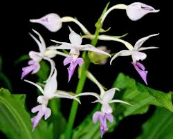 Image result for Calanthe