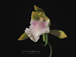 Image result for Eulophia dactylifera