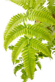 Image result for Pteris friesii