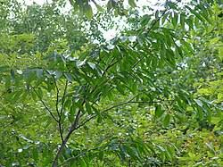 Image result for Berchemia